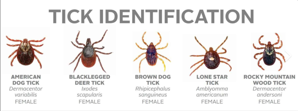 tick identification