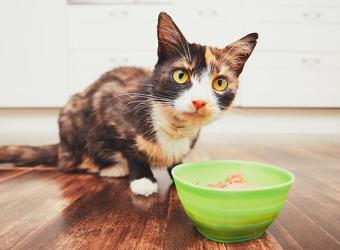 Cat health symptoms – Appetite loss