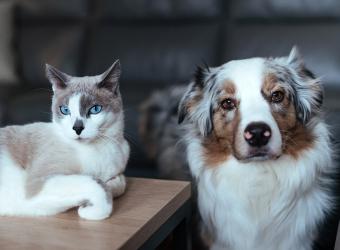 National Lost Pet Prevention Month