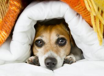 Fireworks and Pets: Helpful Tips For The 4th Of July