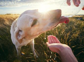 Dogs and Heat Stroke: 11 risk factors & warning signs and how to prevent it