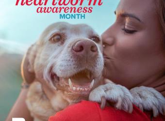 Heartworm Awareness Month