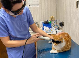 Consider Laser Therapy to help reduce pain and speed up healing