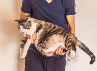 Obesity in pets: What you should know