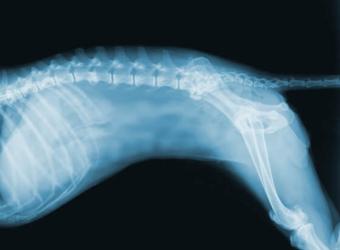 The top 3 reasons why a Chiropractor can help your pet!