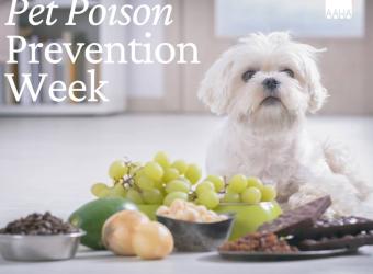 Poison Awareness Month: Protect your pets