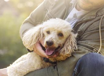 5 Tips for First-Time Dog Owners