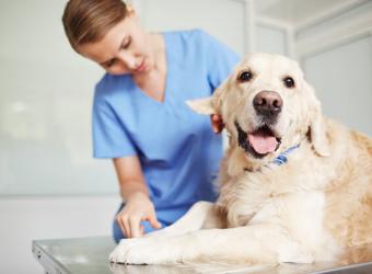 Dog Parasites – What You Should Know