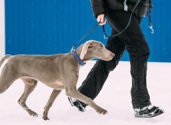 Protect your dog from winter street hazards
