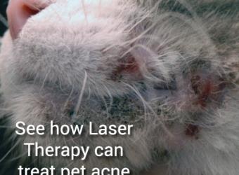 Cat Acne – Laser Therapy successful results