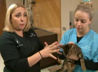 “Winterize” your pet! Tips to keep them safe in the cold