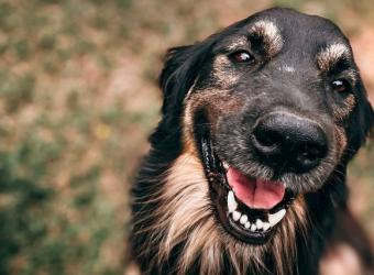 Pet Eye Health: Everything You Need to Know About Common Dog &amp; Cat Eye Disorders — Part II