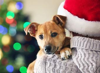 I Got a Pet for Christmas! Now What?